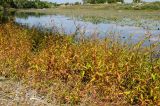 Persicaria hydropiper