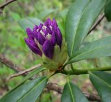 Rhododendron ponticum. Соцветие в бутонах. Абхазия, Гудаутский р-н, Мюссерский лесной массив, долина р. Риапши, широколиственный лес. 12.04.2024.