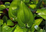 Maianthemum bifolium