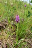 Dactylorhiza baltica