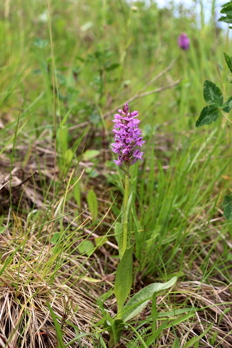 Image of Dactylorhiza baltica specimen.