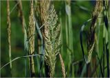 Calamagrostis epigeios