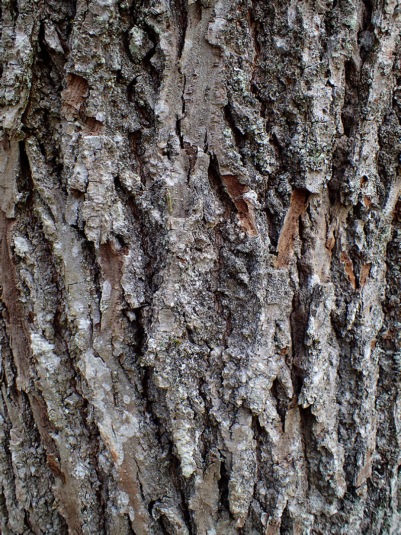 Image of genus Tilia specimen.