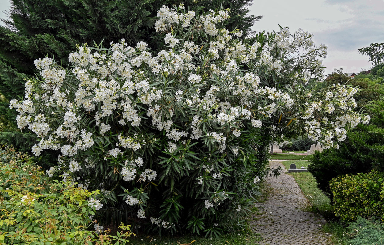 Image of Nerium oleander specimen.