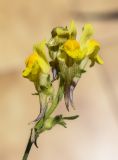 Linaria supina. Соцветие. Испания, Каталония, пров. Жирона, комарка Рипольес, муниципалитет Сеткасес, окр. курорта \"Вальтер 2000\", ≈1900 м н.у.м., крутой склон юго-западной экспозиции, прогалина в сосновом (Pinus uncinata) лесу. 23.06.2024.