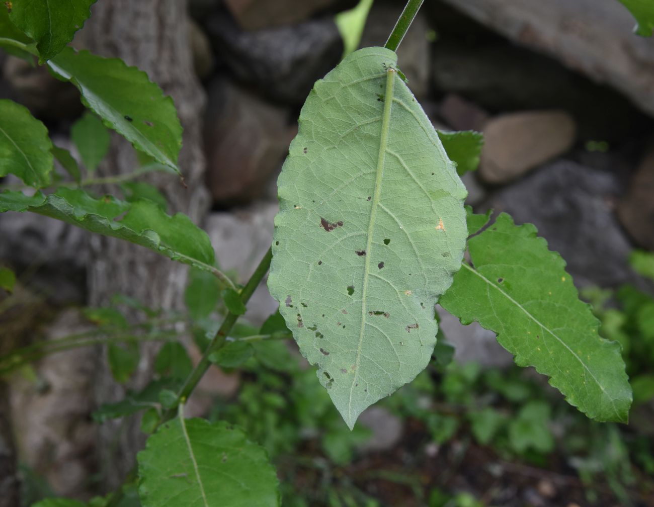 Изображение особи Salix caprea.