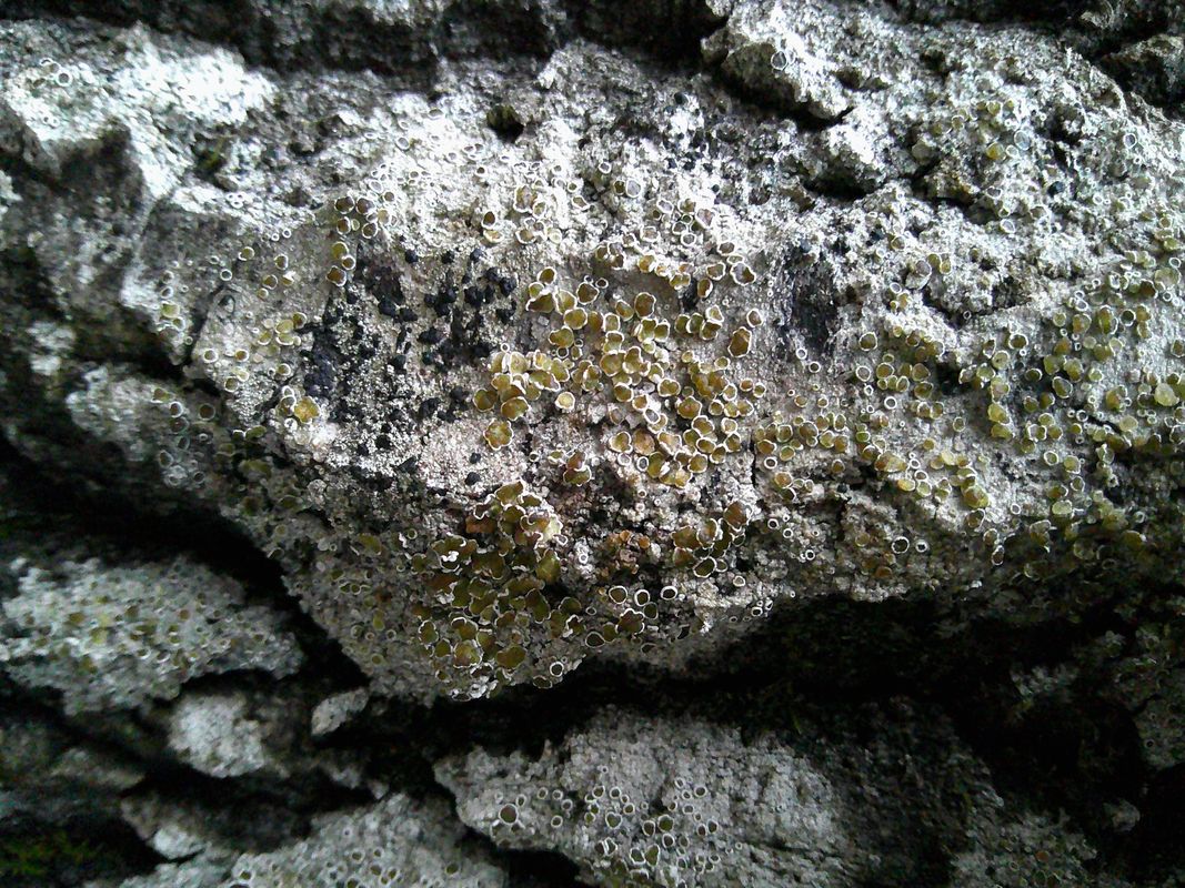 Изображение особи род Lecanora.