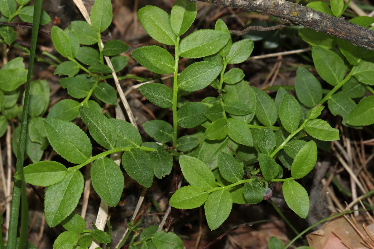 Изображение особи Vaccinium myrtillus.