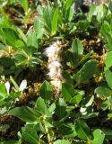 genus Salix