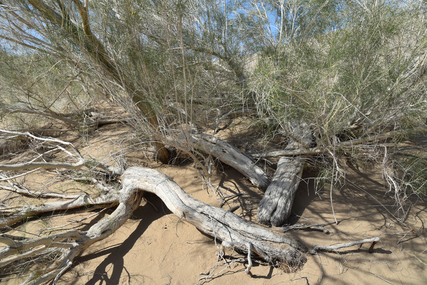 Image of Haloxylon persicum specimen.