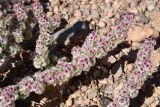 Halogeton glomeratus