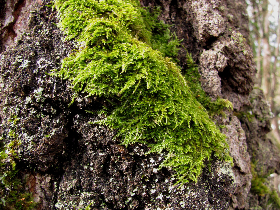 Image of ordo Hypnales specimen.