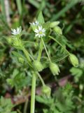 Stellaria media