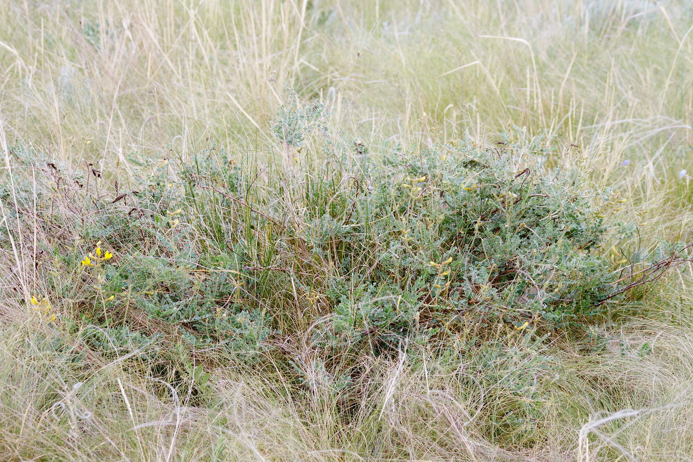 Изображение особи Calophaca wolgarica.