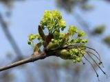 Acer platanoides