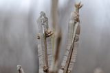 Euonymus sacrosanctus. Верхушки побегов с почками и пробковыми наростами. Приморский край, Уссурийский гор. округ, окр. с. Монакино, зарастающий луг на небольшой сопке. 19.04.2025.