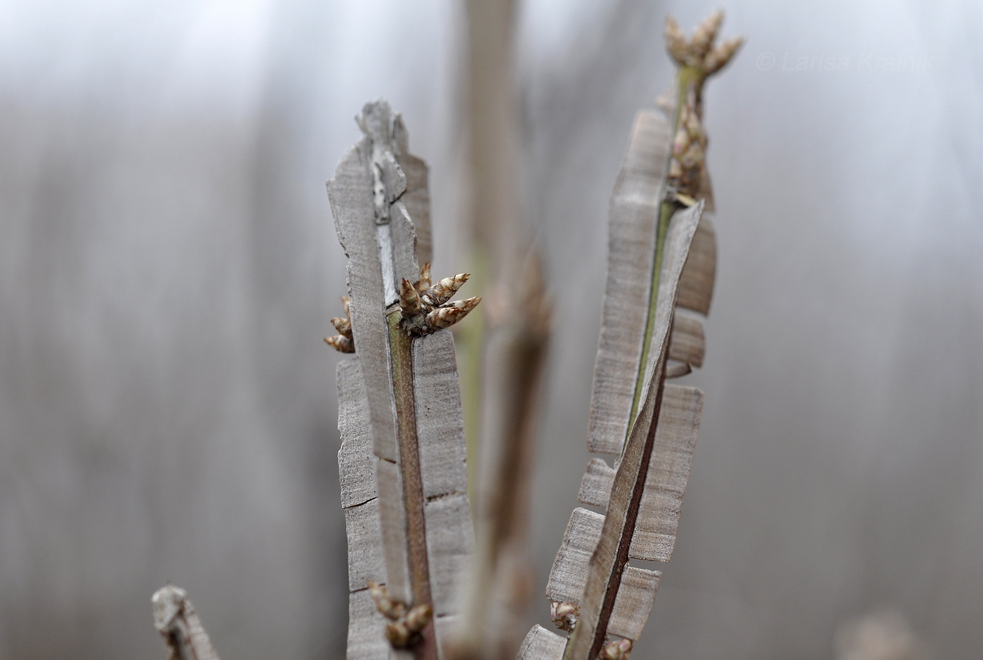 Изображение особи Euonymus sacrosanctus.