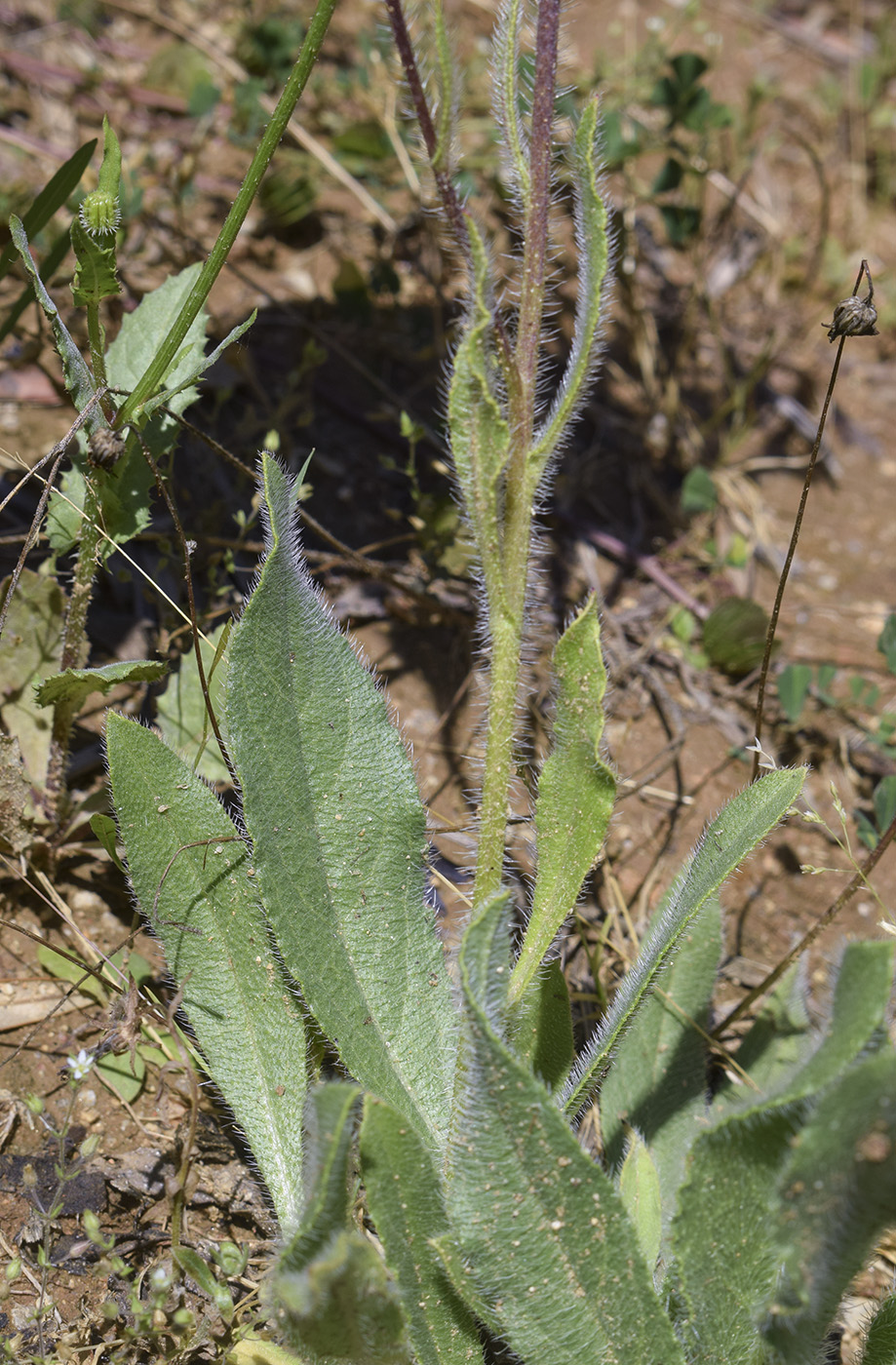 Image of Anchusa azurea specimen.