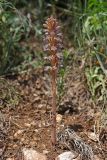 Orobanche grenieri