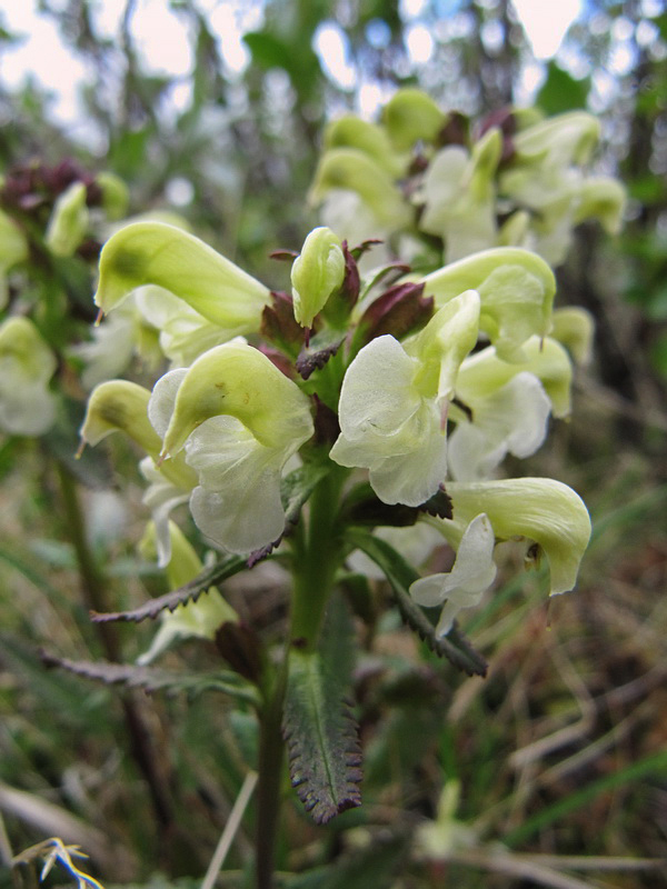 Изображение особи Pedicularis lapponica.