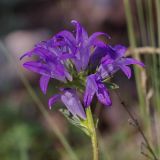 Campanula glomerata