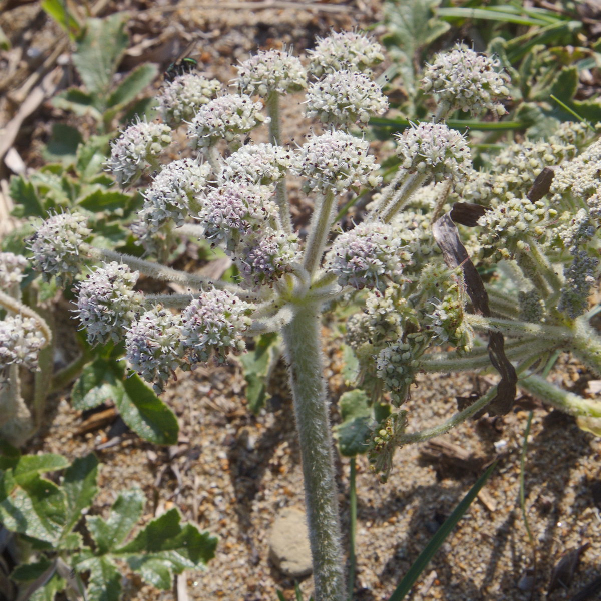 Image of Glehnia litoralis specimen.