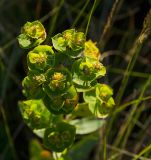 genus Euphorbia