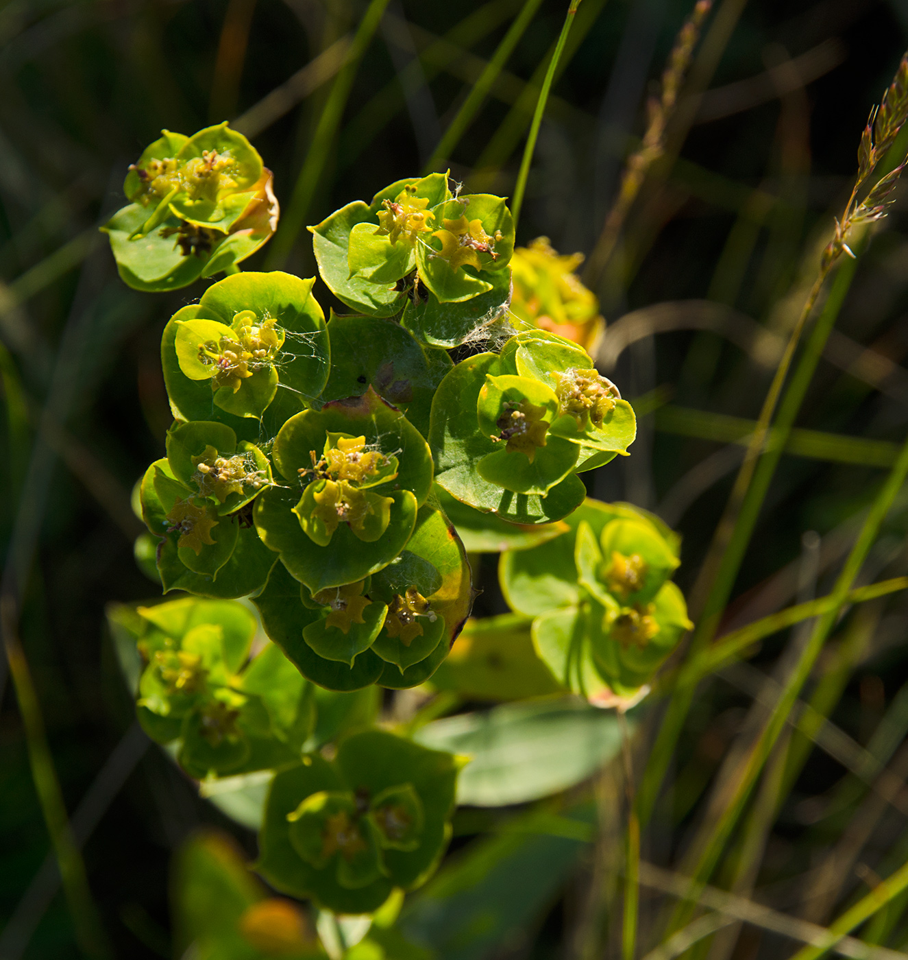 Image of genus Euphorbia specimen.