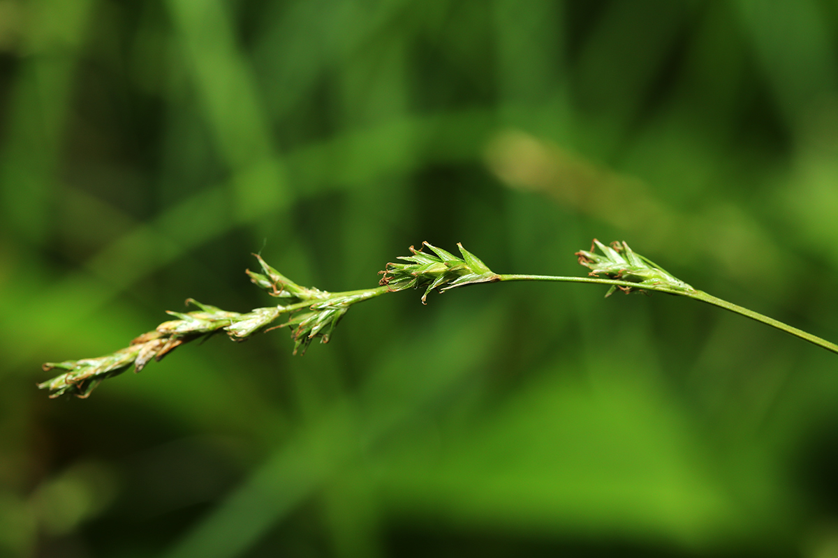 Image of Carex lithophila specimen.