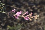 Astragalus astrachanicus