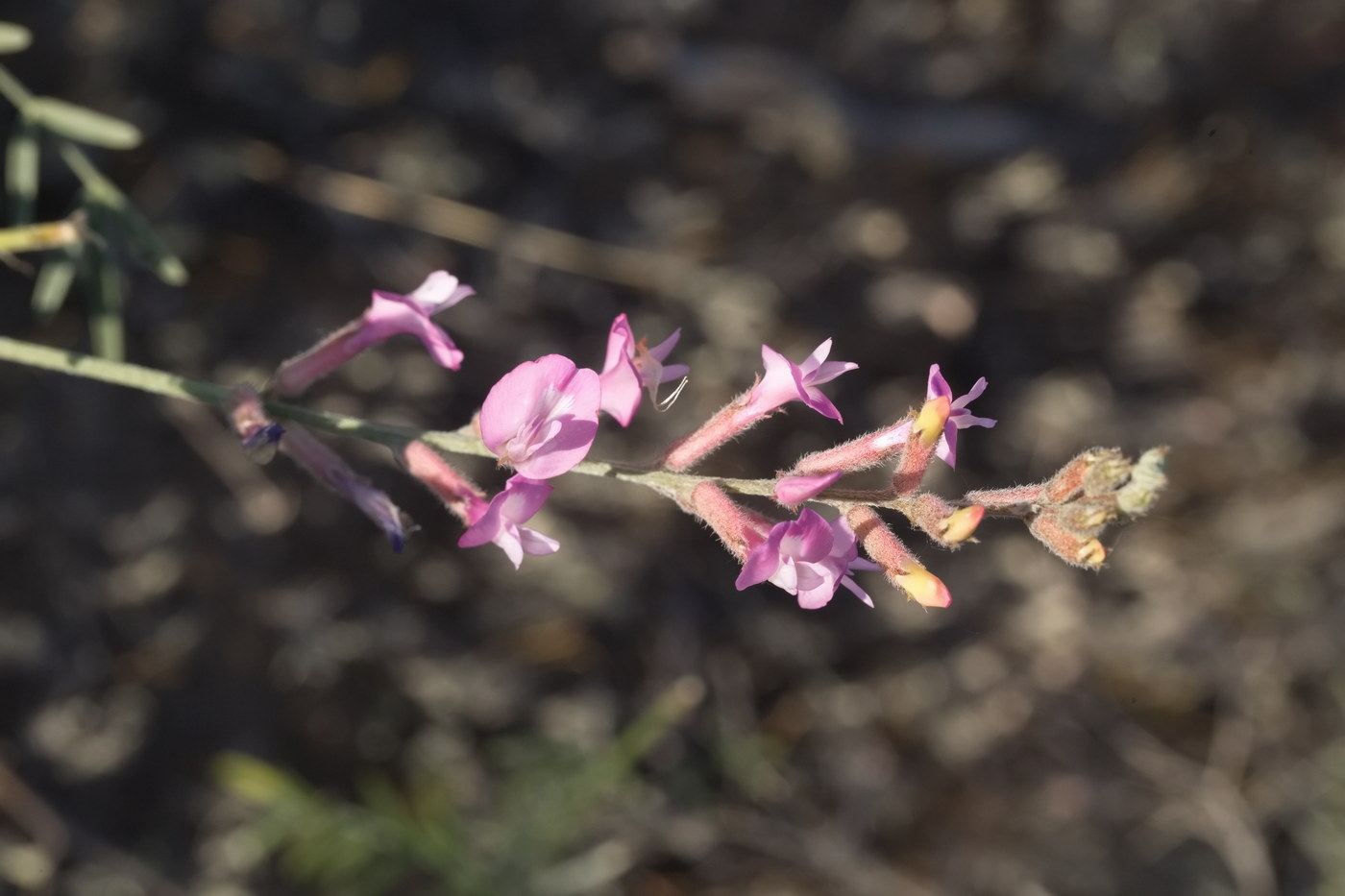 Image of Astragalus astrachanicus specimen.