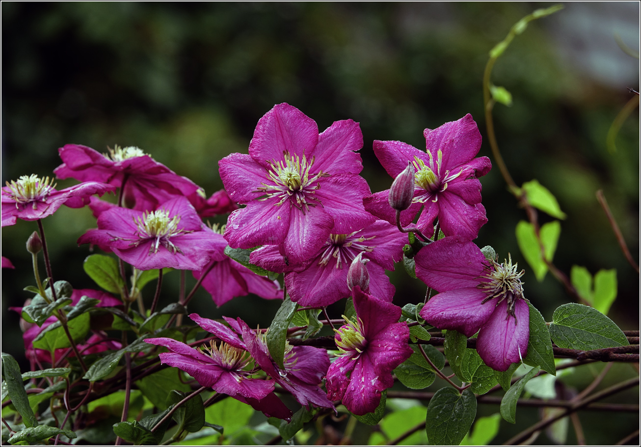 Изображение особи Clematis &times; jackmanii.