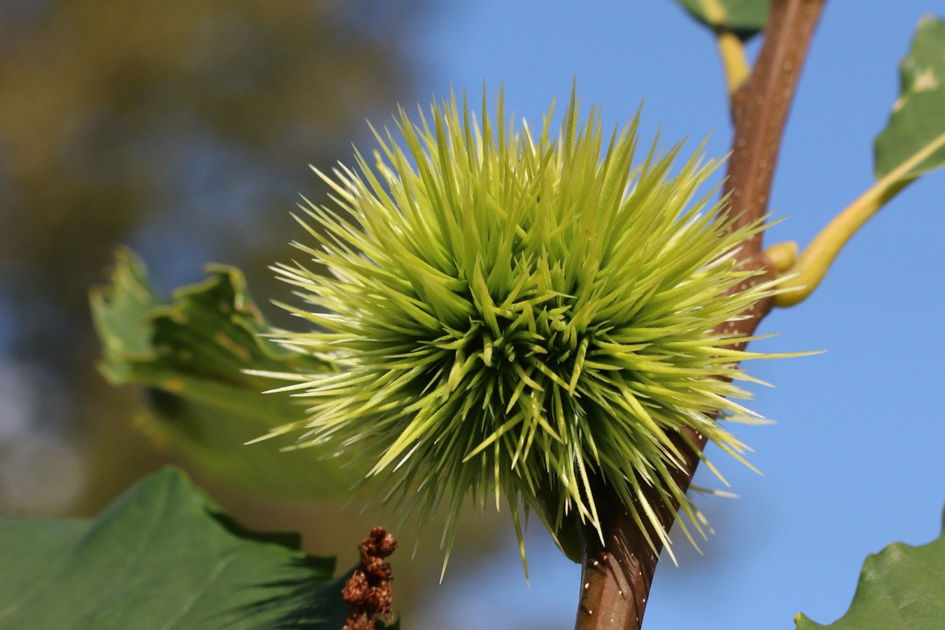 Image of Castanea sativa specimen.