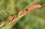 Glycyrrhiza glabra. Соплодие. Узбекистан, г. Ташкент, Ботанический сад им. Ф.Н. Русанова, в культуре (?). 03.09.2025.