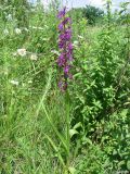 Anacamptis laxiflora subspecies elegans. Цветущее растение. Крым, Байдарская долина, окр. с. Тыловое, разлив источника Биюк-Чокрак. 14.06.2010.