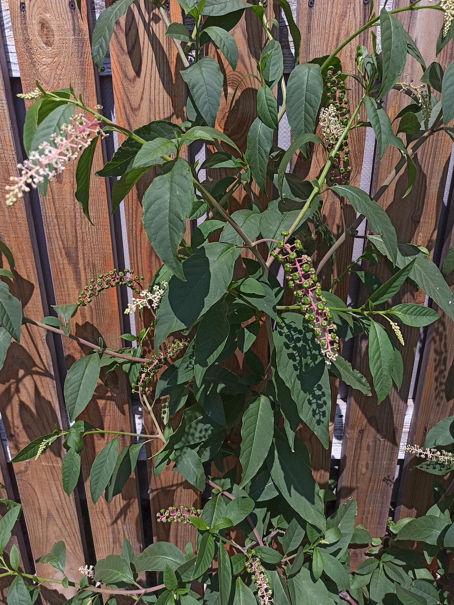 Image of Phytolacca acinosa specimen.