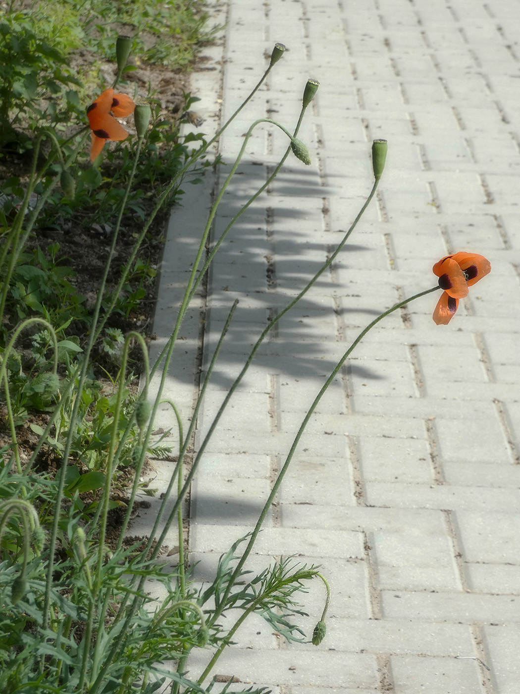 Изображение особи Papaver stevenianum.
