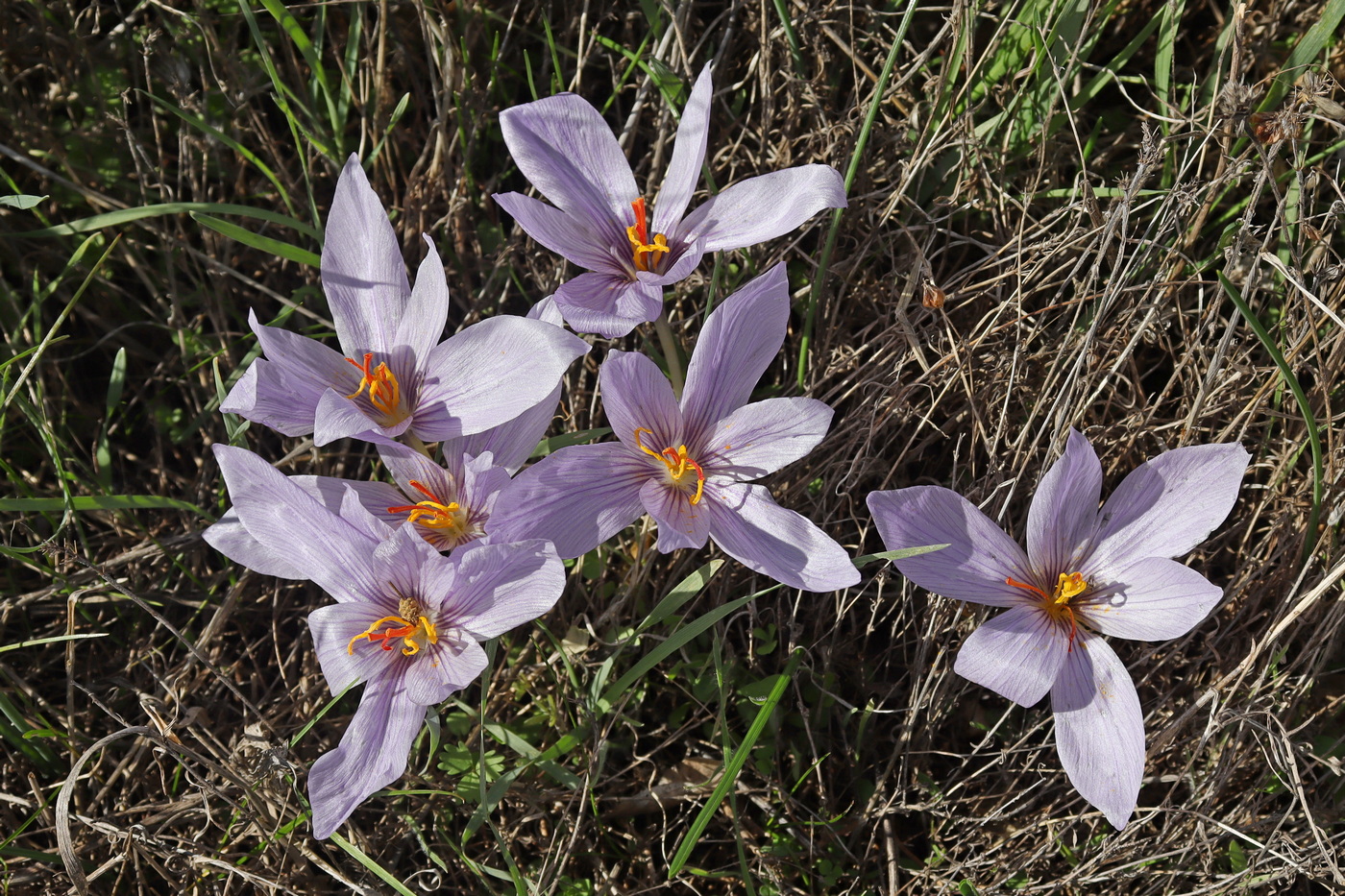 Image of Crocus pallasii specimen.