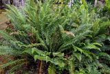 Blechnum discolor