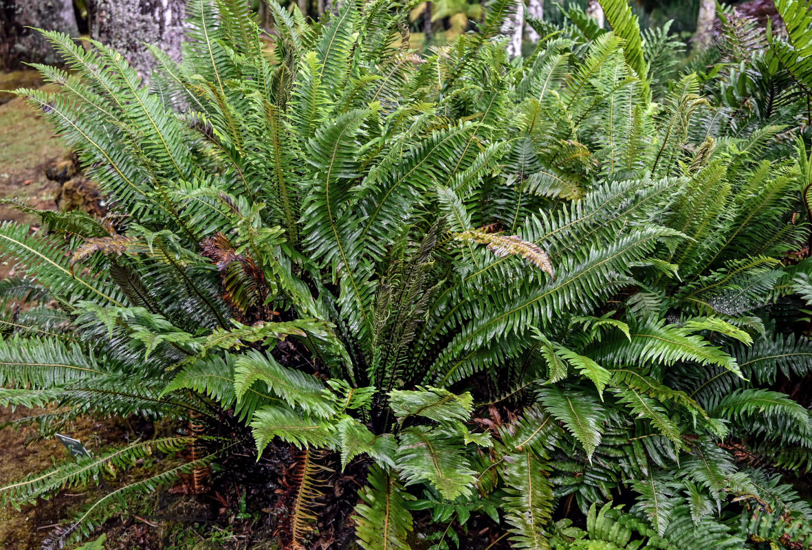 Image of Blechnum discolor specimen.