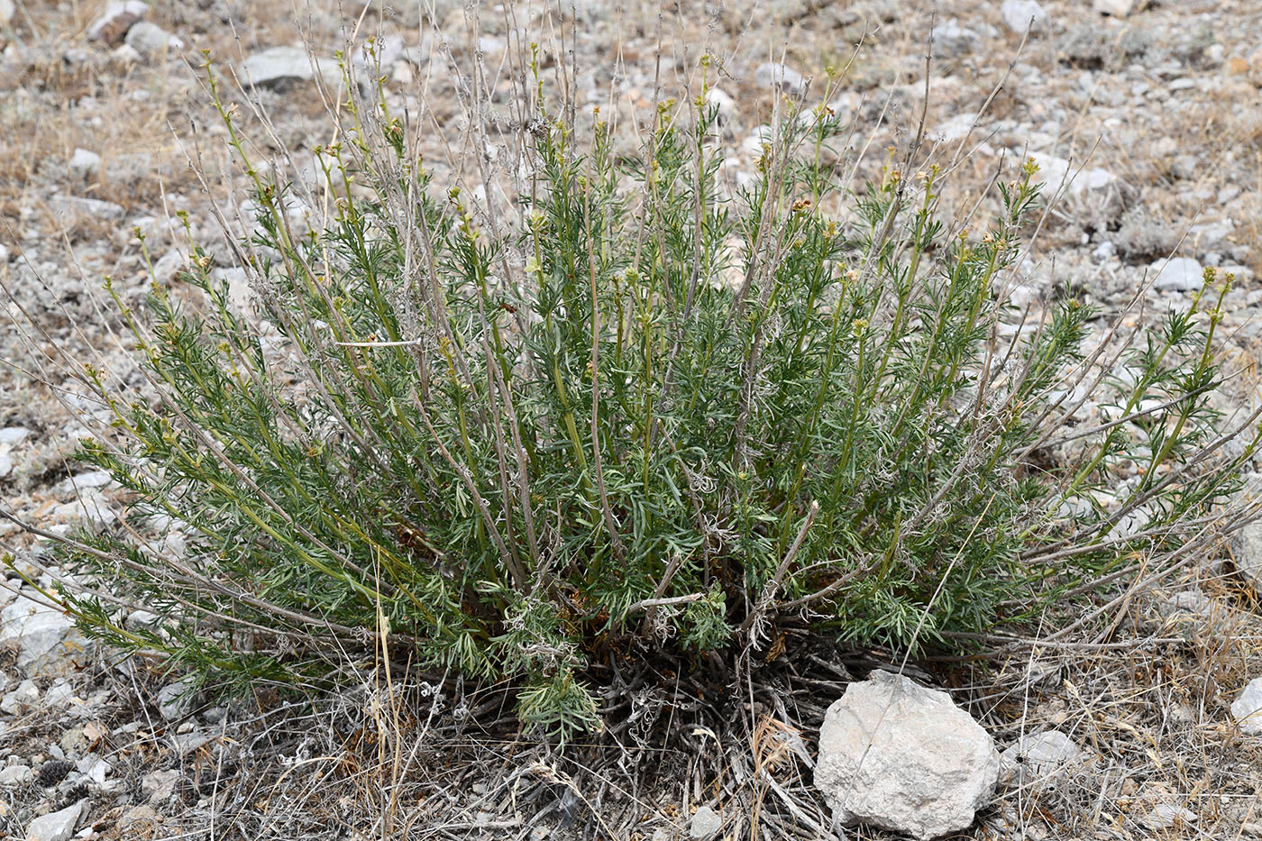 Image of Niedzwedzkia semiretschenskia specimen.