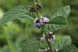 Mentha arvensis