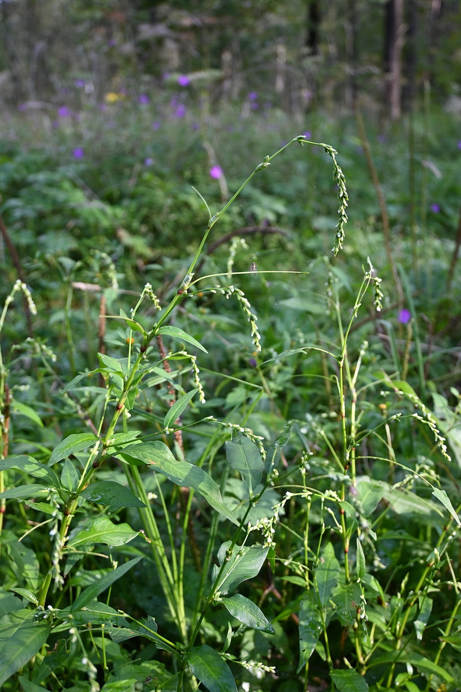 Изображение особи род Polygonum.