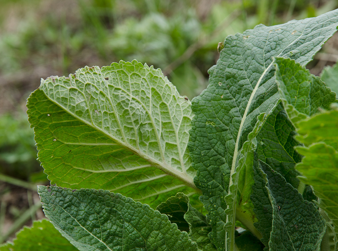 Изображение особи Primula macrocalyx.