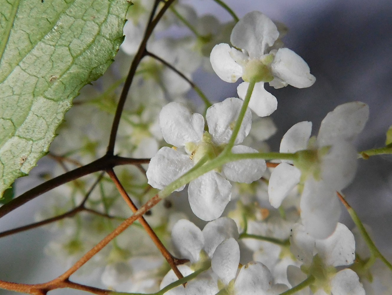 Изображение особи Deutzia glabrata.