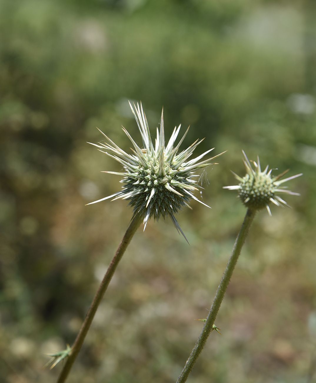 Image of genus Echinops specimen.