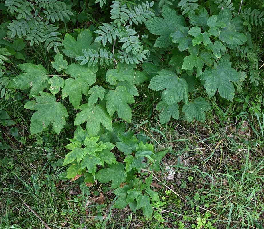 Image of genus Acer specimen.