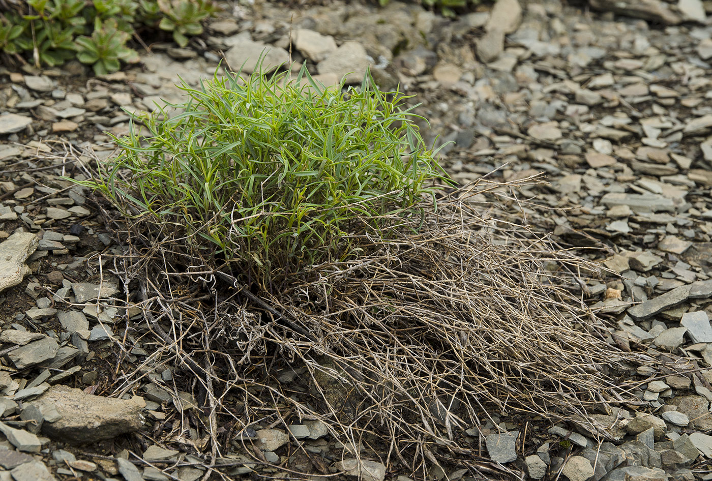 Image of familia Caryophyllaceae specimen.