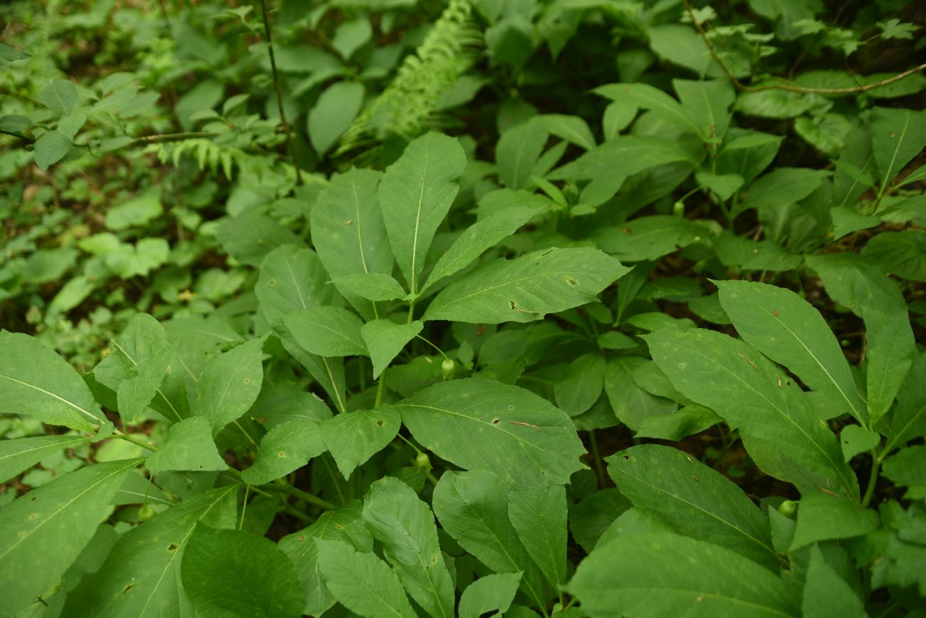 Image of Scopolia caucasica specimen.