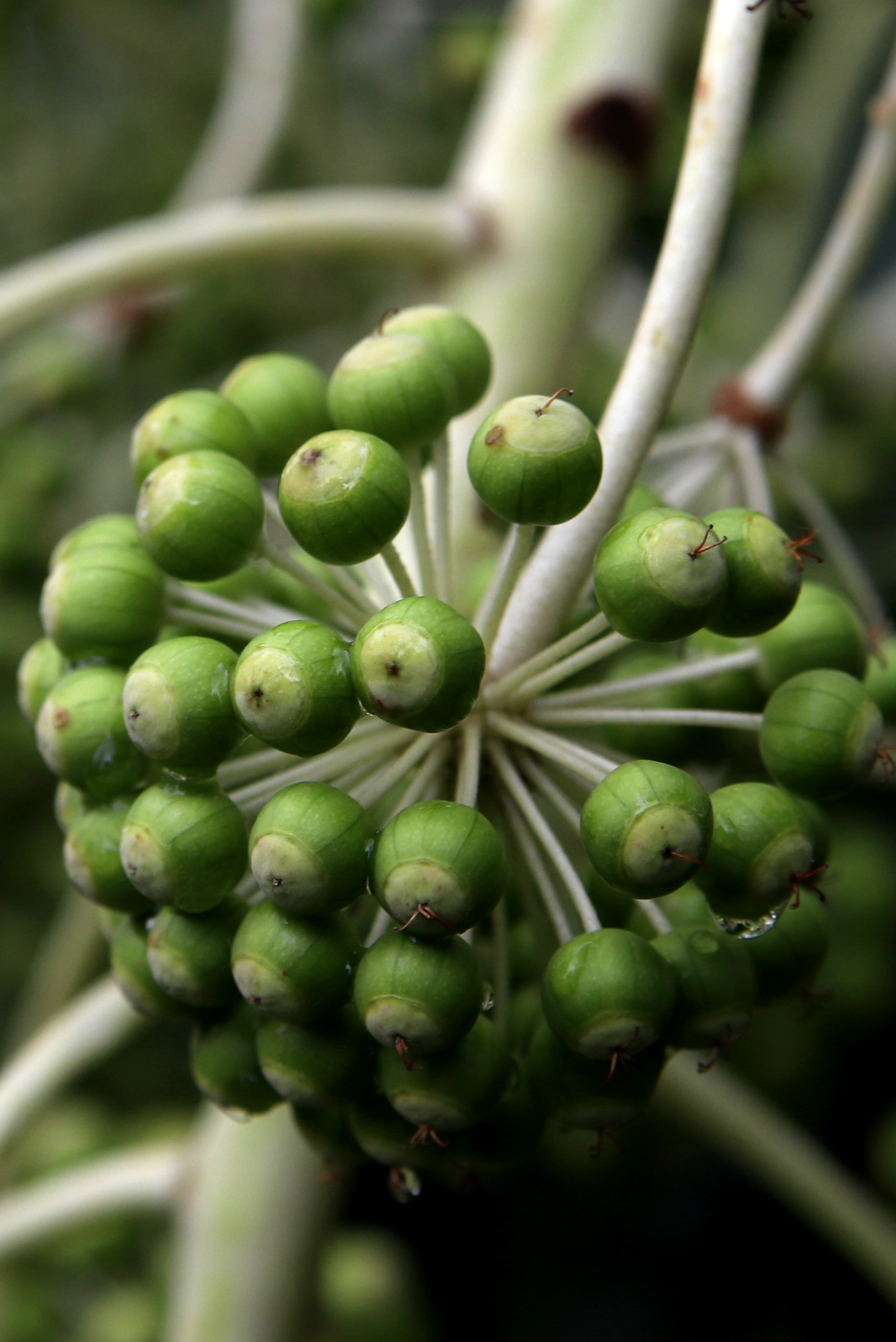 Image of Fatsia japonica specimen.